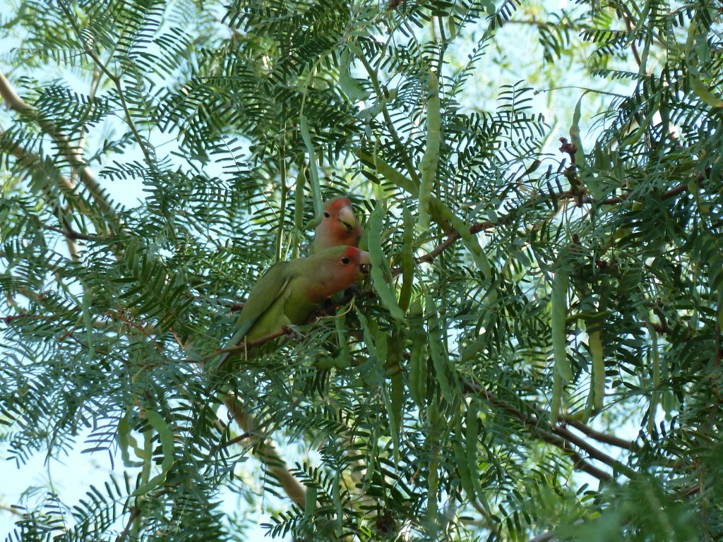 pair of peach-faced love birds snacking on a fresh mesquite bean